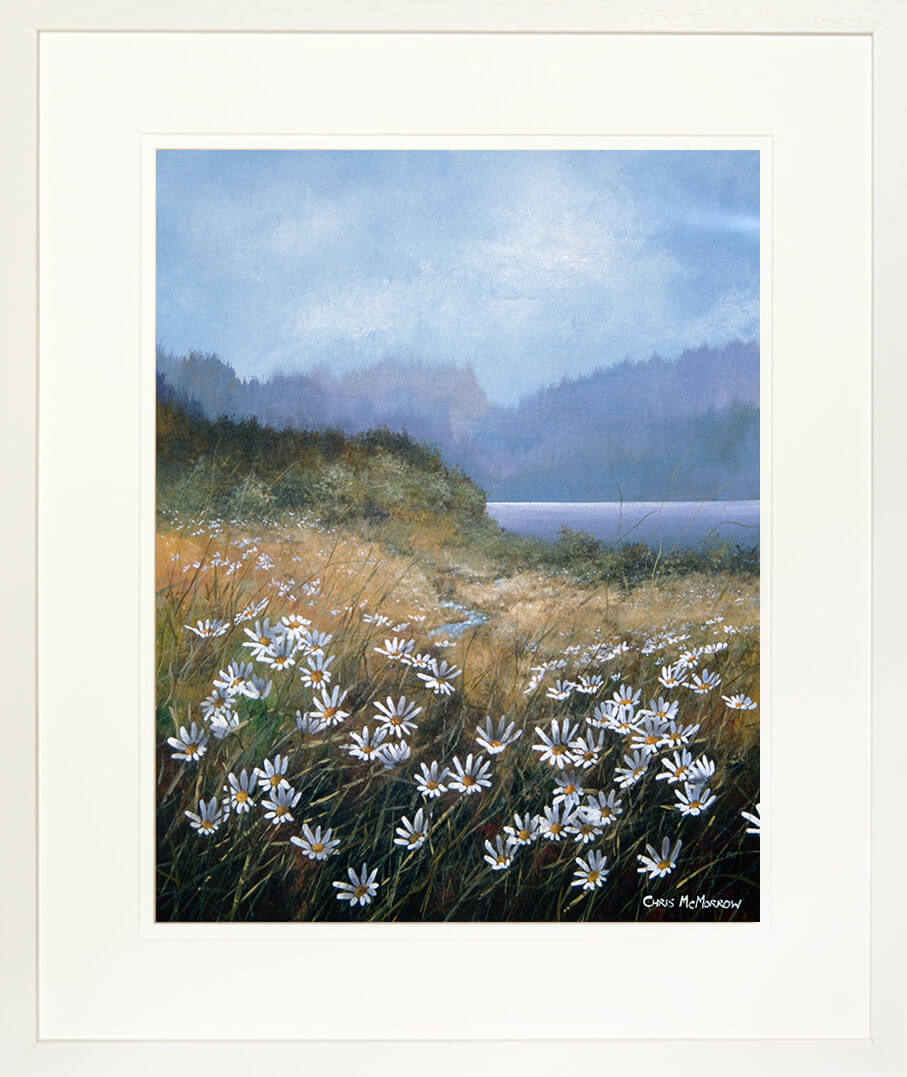 Framed print of daisies growing in a meadow in the Irish countryside