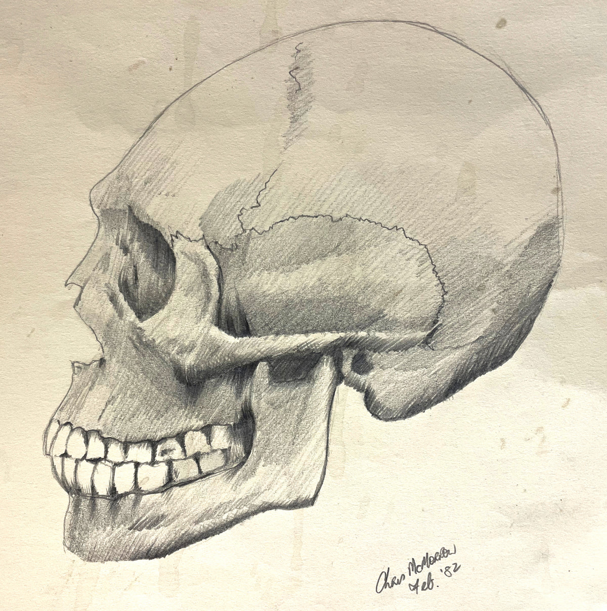 pencil drawing of human skull